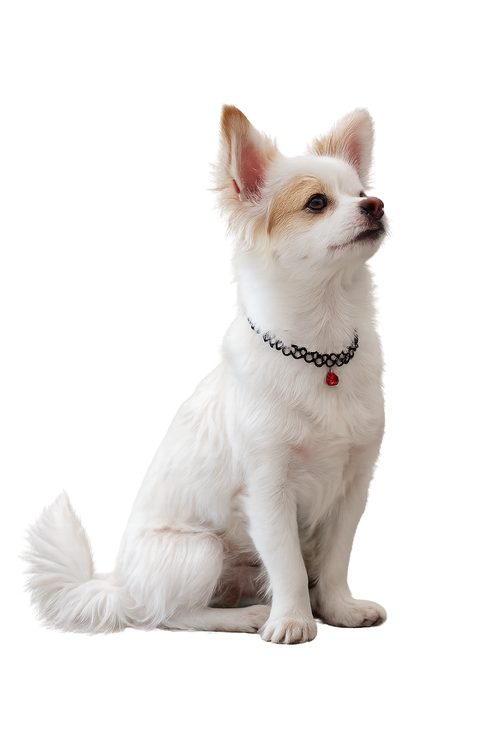 Dani β the dog who inspired Pet Basket